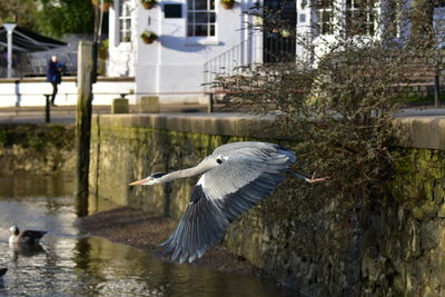 Bird flying over lake