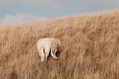 Sheep grazing on field