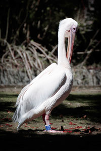 Close-up of pelican