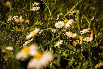 White flowers blooming in field