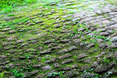 Close-up of plants growing in forest