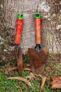 Close-up of red wine hanging on tree trunk in forest