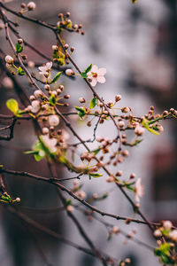 Close-up of flowering plant