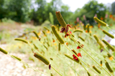 Close-up of insect on plant