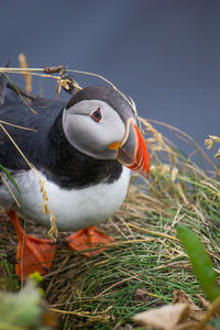 Close-up of bird perching on a land