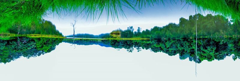 Reflection of trees in water