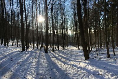 Snow covered trees on field