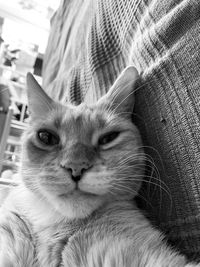 Close-up portrait of a cat
