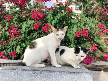 Cat lying down on flower plants