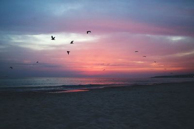 Silhouette birds flying over beach against sky during sunset