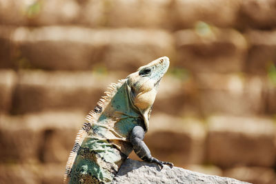 Close-up of lizard on rock
