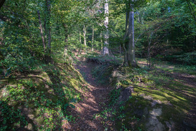 Trees growing in forest