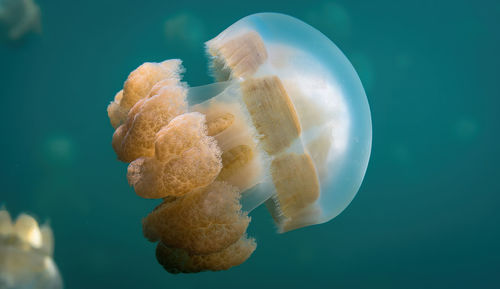 Close-up of jellyfish in sea