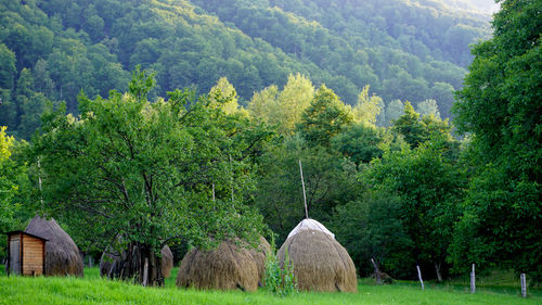 Scenic view of trees on field against mountain