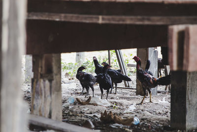 Chickens in farm seen through wooden railing