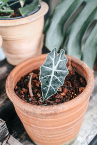 Close-up of small potted plant