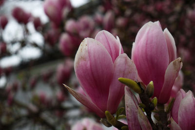 Close-up of pink flowering plant