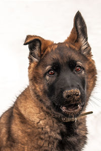 Close-up of a dog looking away over white background