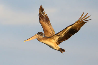 Low angle view of bird flying in sky sunset over brown pelican
