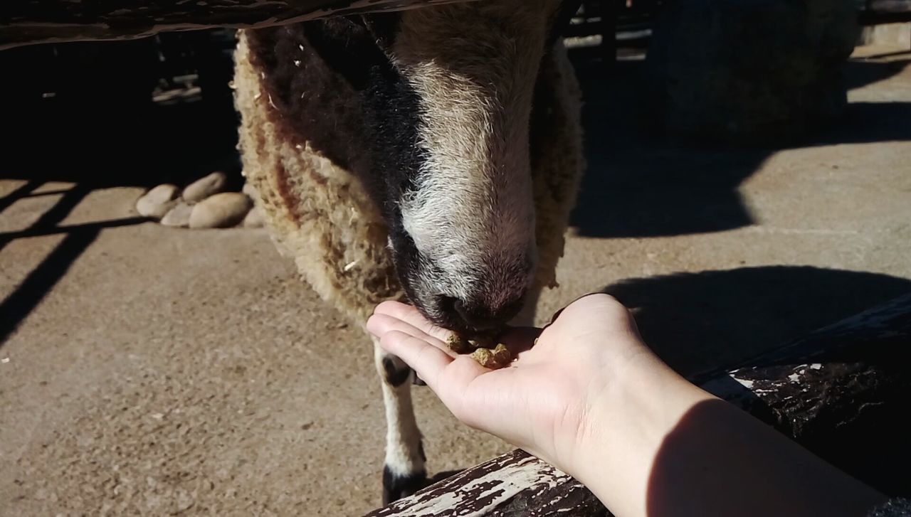 Sheep food