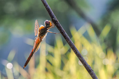 Close-up of insect on plant