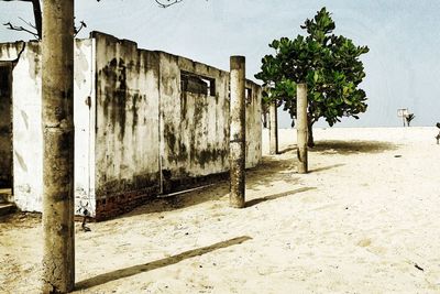 Trees on beach against sky