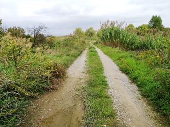 Road amidst plants and trees against sky