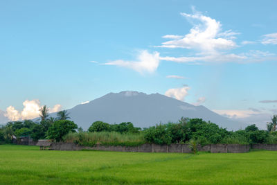 Scenic view of field against sky