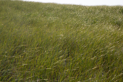 Crops growing on field