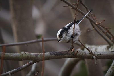 Close-up of bird perching on branch