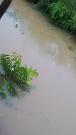 High angle view of tree by lake