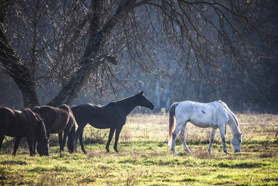 Horses grazing in a field