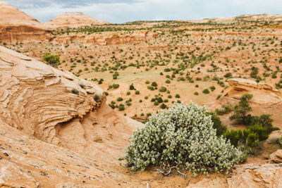 Green shrub at cliff's edge of red sandstone rock formations of utah