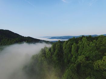 Scenic view of forest against sky