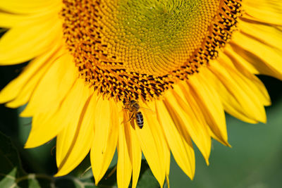 Close-up of insect on sunflower