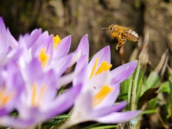 Close-up of bee pollinating on flower