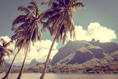 Palm trees by sea against sky