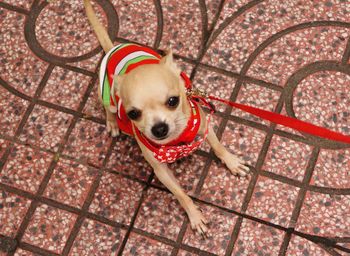 Portrait of chihuahua on footpath