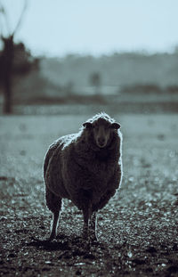 Portrait of sheep standing in field in black and white 