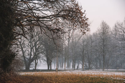 Bare tree on field against clear sky