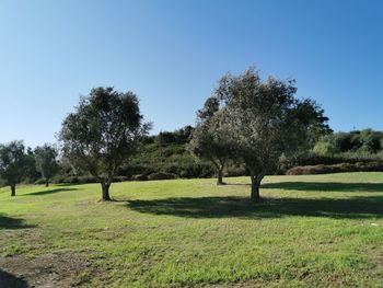 Trees on field against clear sky