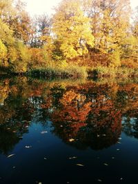 Reflection of trees in calm lake