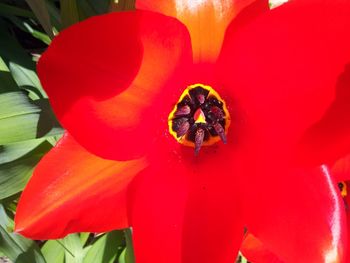 Close-up of red flower