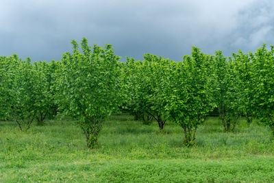 Trees on field against sky