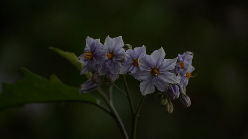 Close-up of flowers blooming outdoors