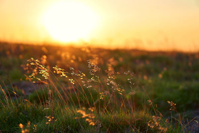 Plants growing on field against sky during sunset