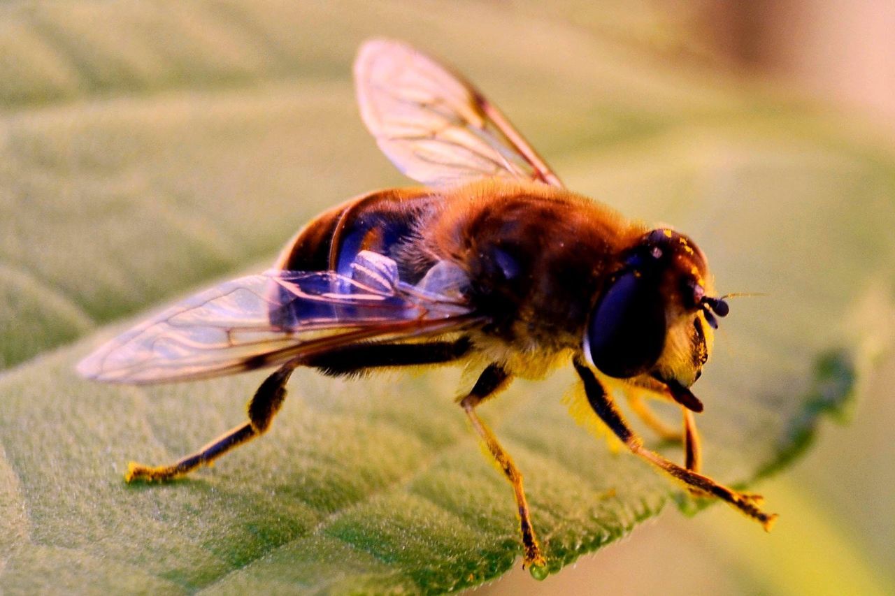 Eristalis