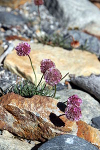 High angle view of pink flowering plant on rock