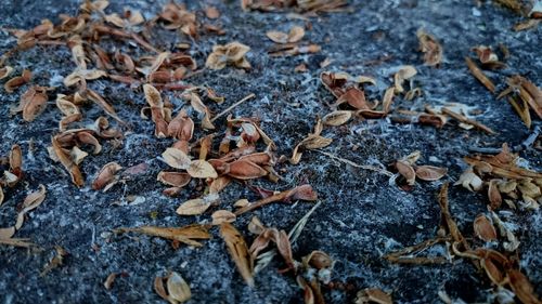 Detail shot of dry leaves on ground