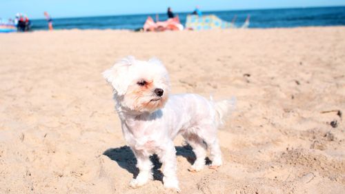 Portrait of dog on beach